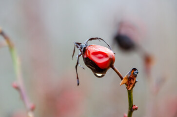 A single rose hip with raindrop hanging quietly in the soft winter air. Close-up of a rose hip with water droplet, calm mood, macro angle, soft natural background, autumn, minimalism, fragility