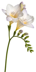 Naklejka premium Delicate white freesia flowers