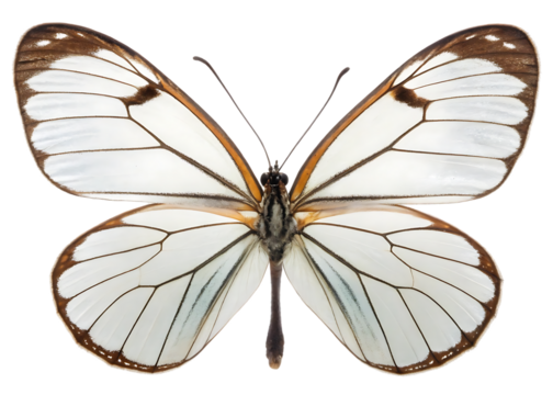 Delicate glasswing butterfly