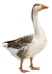 Obraz premium domestic goose walking