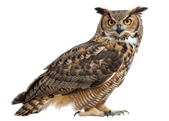 Majestic great horned owl