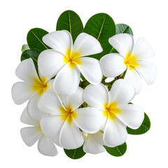 Naklejka premium Front View of White and Yellow Plumeria Flowers with Green Leaves, Isolated on Transparent PNG Background