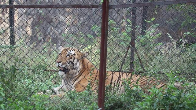 Powerful Bengal Tiger Walking Proudly Along Zoo Enclosure Path.