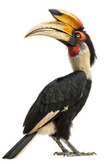 Profile of a Great Hornbill Bird Isolated on White

