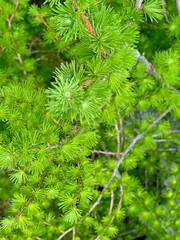 Nature flowers closeup young pine tree