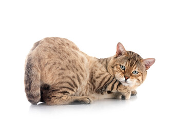 bengal cat in studio