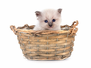 kitten birman cat in studio
