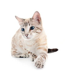 bengal cat in studio