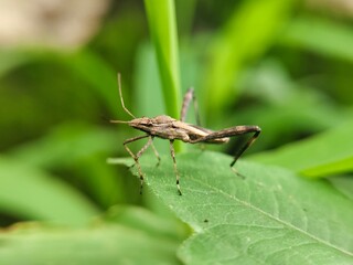 green grasshopper on a leaf