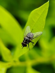 fly on green leaf