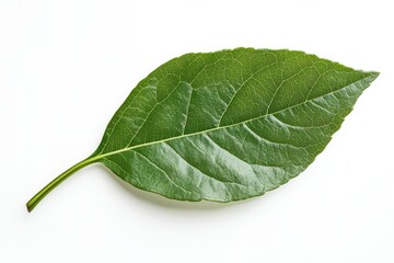 Fototapeta premium Isolated Apple Leaf Green Detail Vibrant Macro Nature Freshness Organic Purity on white background. Generative Ai
