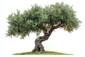 Ancient olive tree serenity garden landscape old tree branches nature olive on white background. Generative Ai