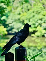 Closeup black raven in the park Japan