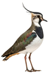 Obraz premium Northern lapwing bird isolated