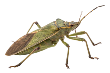 Green stink bug isolated macro