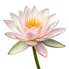 Pink water lily bloom isolated

