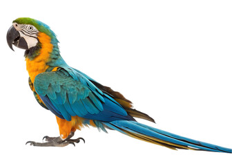 Obraz premium Blue and gold macaw isolated