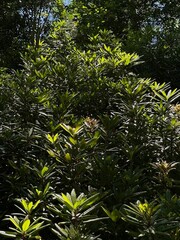 Sunlit green leaves of the tree