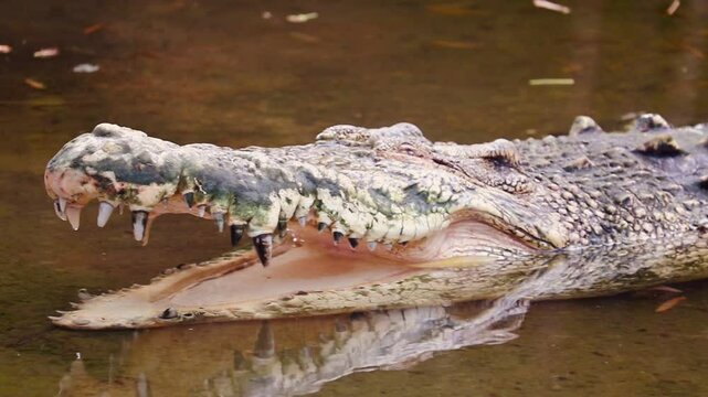 Crocodile lurking stealthily in water, eyes barely above surface.