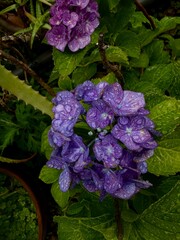 Nature greens after the rain flowers hydrangea closeup