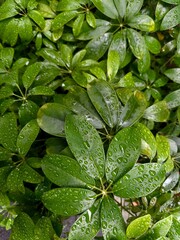 Nature greens after the rain