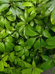 Nature greens after the rain