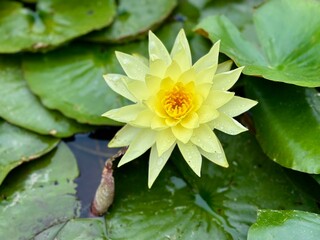 Nature flowers closeup greens lotus in the lake