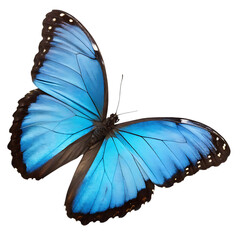 Blue Morpho Butterfly With Spotted Wings