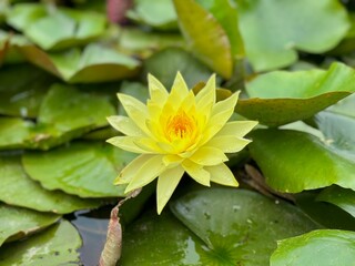 Nature flowers closeup greens lotus in the lake
