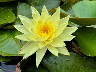 Nature flowers closeup greens lotus in the lake