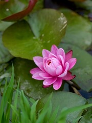 Nature flowers closeup greens lotus in the lake