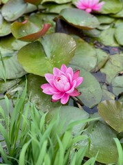 Nature flowers closeup greens lotus in the lake