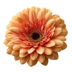 Orange gerbera flower isolated on transparent background