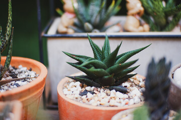 aloe vera in a pot