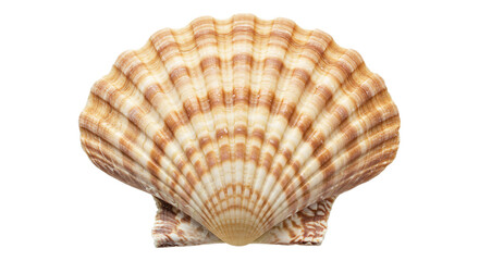 Scallop Shell's Subtle Beauty: A close-up view unveils the intricate beauty of a scallop shell, showcasing its delicate texture and elegant form.