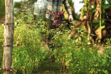 A vegetable gardener is using a watering can to water vegetables growing in the garden in the evening.