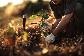 A gardener is planting a mango tree in the garden.