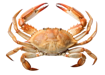 orange crab with raised open claws