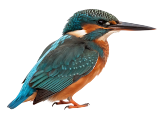 common kingfisher with blue feathers