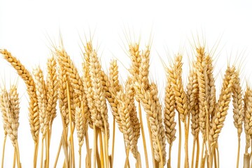 Golden Wheat Stalks against White Harvest Grain Agriculture Field Beauty Scene on white background. Generative AI