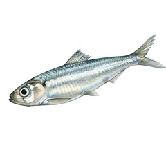 Silver Fish Illustration on Transparent Background Aquatic Wildlife
