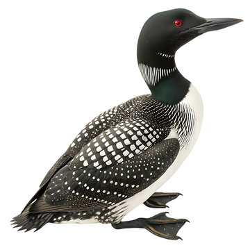 common loon with red eyes profile