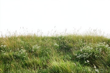 Meadow Grassland Green field landscape in summer with wildflowers white on white background. Generative AI