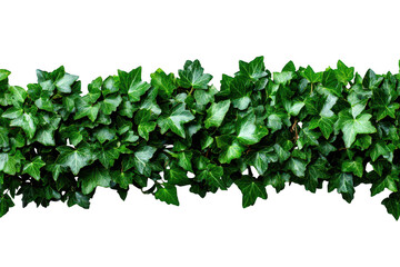 Dense green ivy leaves line a horizontal band against a black background