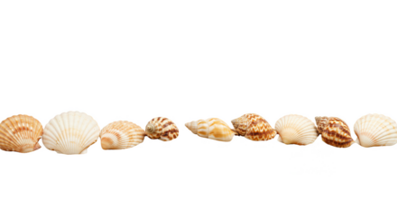 Transparent Shell Beach Finds of Ocean and Sea Summer Decoration