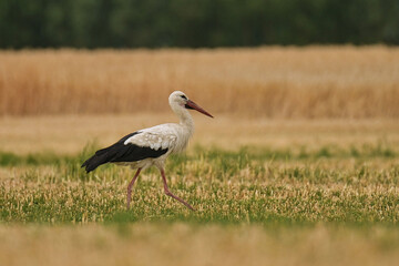 Storks in the open field.