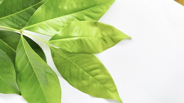 A branch of laurel isolated on white background. Fresh bay leaves.