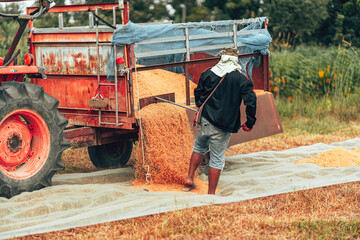 In a rural field, a farmer is using a tractor to harvest crops on a clear day. Labor working with...