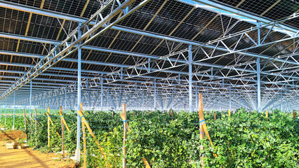 Modèle de serre avec panneaux photovoltaïques
