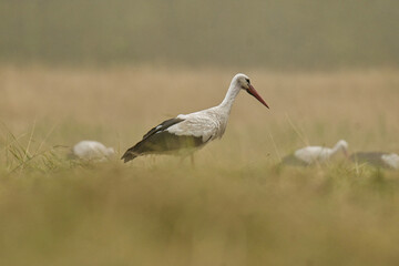 Storks in the open field.